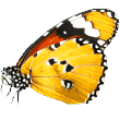 https://apcritter.com/wp-content/uploads/2019/08/butterfly.png